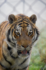 Portrait of Siberian Tiger (Panthera tigris altaica).