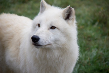 Portrait of Arctic wolf (Canis lupus arctos).