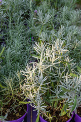 Obraz premium Pots with lavender flowers for sale