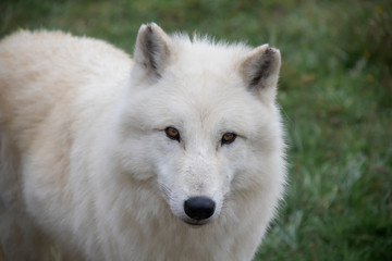 Looking in the eyes of Arctic wolf (Canis lupus arctos).
