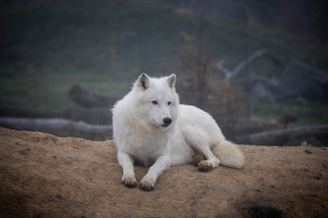 Arctic wolf (Canis lupus arctos).