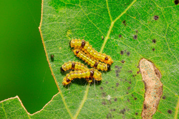 cute caterpillar on green leaf