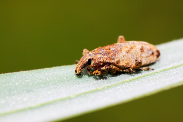 weevil
