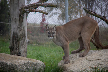 Cougar (Puma concolor).
