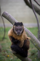 Tufted Capuchin (Sapajus apella).