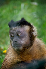 Fototapeta premium Head of Tufted Capuchin (Sapajus apella).