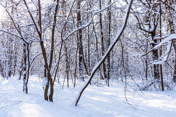 Beautiful winter forest in the winter sunlight. Wonderful winter scene.