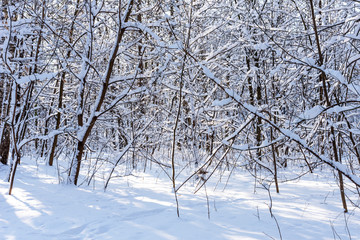 Beautiful winter forest in the winter sunlight. Wonderful winter scene.