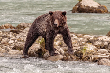 Fototapeta na wymiar Bear fishing in Chilkoot river near Haines Alaska