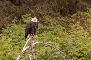 Eagle fishing in Chilkoot river near Haines Alaska