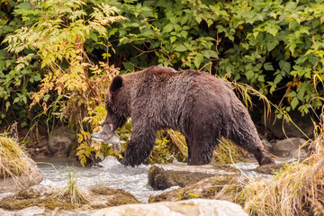 Bear fishing in Chilkoot river near Haines Alaska