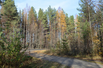 Beautiful Karelian forest landscape in early autumn in Russia
