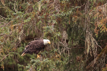 Eagle fishing in Chilkoot river near Haines Alaska