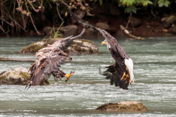 Eagle fishing in Chilkoot river near Haines Alaska