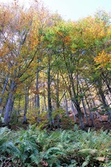 paesaggio foresta natura autunno alberi foglie giallo verde 