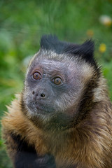 Portrait of Tufted Capuchin (Sapajus apella).