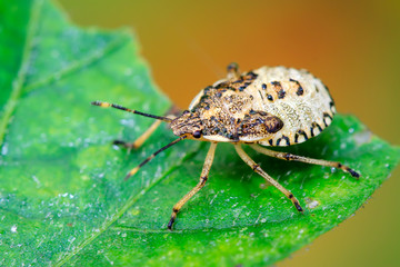 stinkbug larvae on green leaf