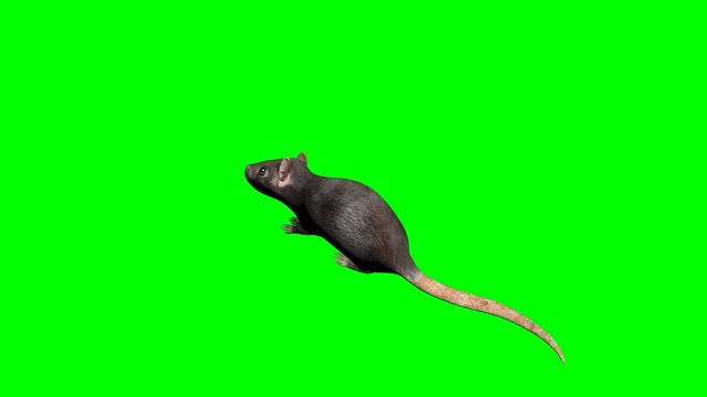 Rat Looped Alpha Channel Included.