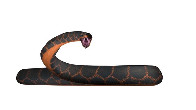 Snake Looped Alpha Channel Included