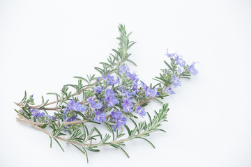 ローズマリーの花