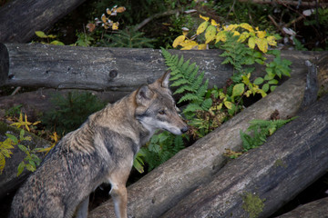 Naklejka na ściany i meble Head of Eurasian wolf (Canis lupus lupus).