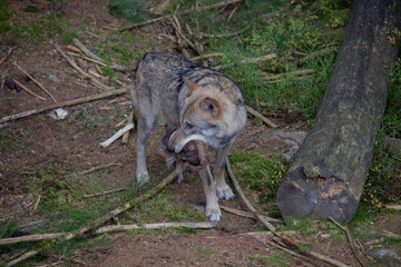 Eurasian wolf (Canis lupus lupus) wtih the prey.
