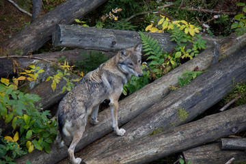 Eurasian wolf (Canis lupus lupus) standing on the log.
