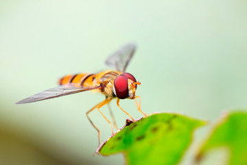 syrphidae