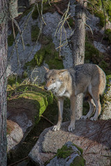 Eurasian wolf (Canis lupus lupus) on the rock.