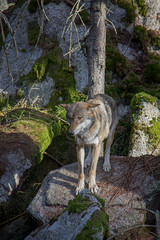 Eurasian wolf (Canis lupus lupus) on the rock.