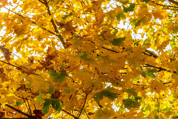 Höstlöv på lönnträd