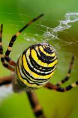 spider