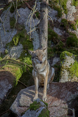Eurasian wolf (Canis lupus lupus) stting on the rock.