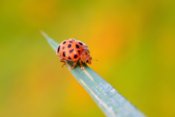 Ladybug on green leaf in the wild