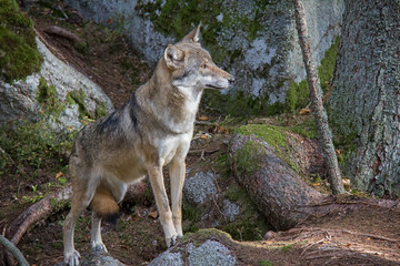 Naklejka na ściany i meble Subordinate wolf (Canis lupus lupus) in the forest.