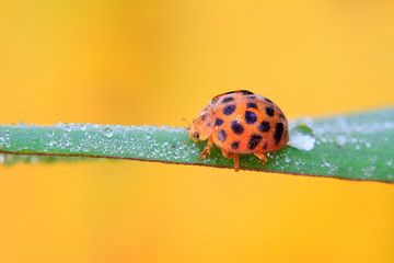 Ladybug on green leaf in the wild