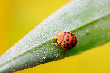 Ladybug on green leaf in the wild