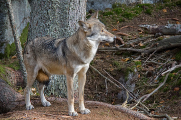 Naklejka na ściany i meble Subordinate wolf (Canis lupus lupus) in the forest.