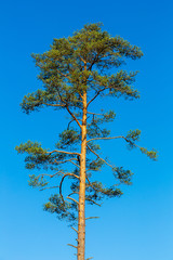 Hög tall mot blå himmel