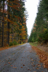 Obraz premium Road covered by autumn leaves.
