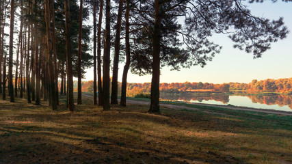 Obraz premium Dark forest rays of light. Forest landscape.