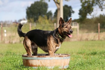mixed shepherd dog is standing ina wooden barrel full of water in the garden