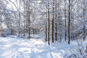 Beautiful winter forest in the winter sunlight. Wonderful winter scene.