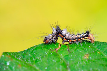cute caterpillar on green leaf