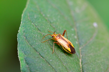 stinkbug on green leaf