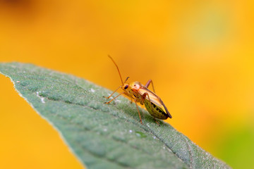 stinkbug on green leaf