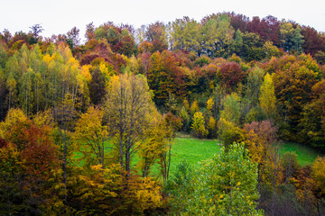 Fototapeta premium Beautiful autumn colors in mountain forest. Natural background.