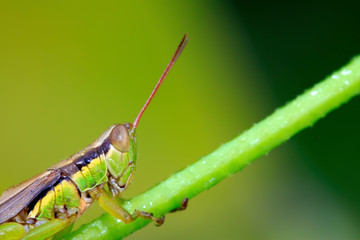 locusts on green leaf in the wild