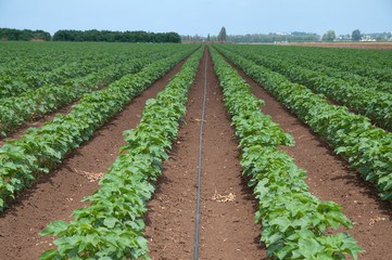 Fototapeta na wymiar Watering of cotton field