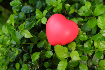 Red heart on green leave